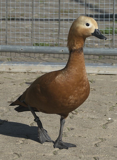 利松